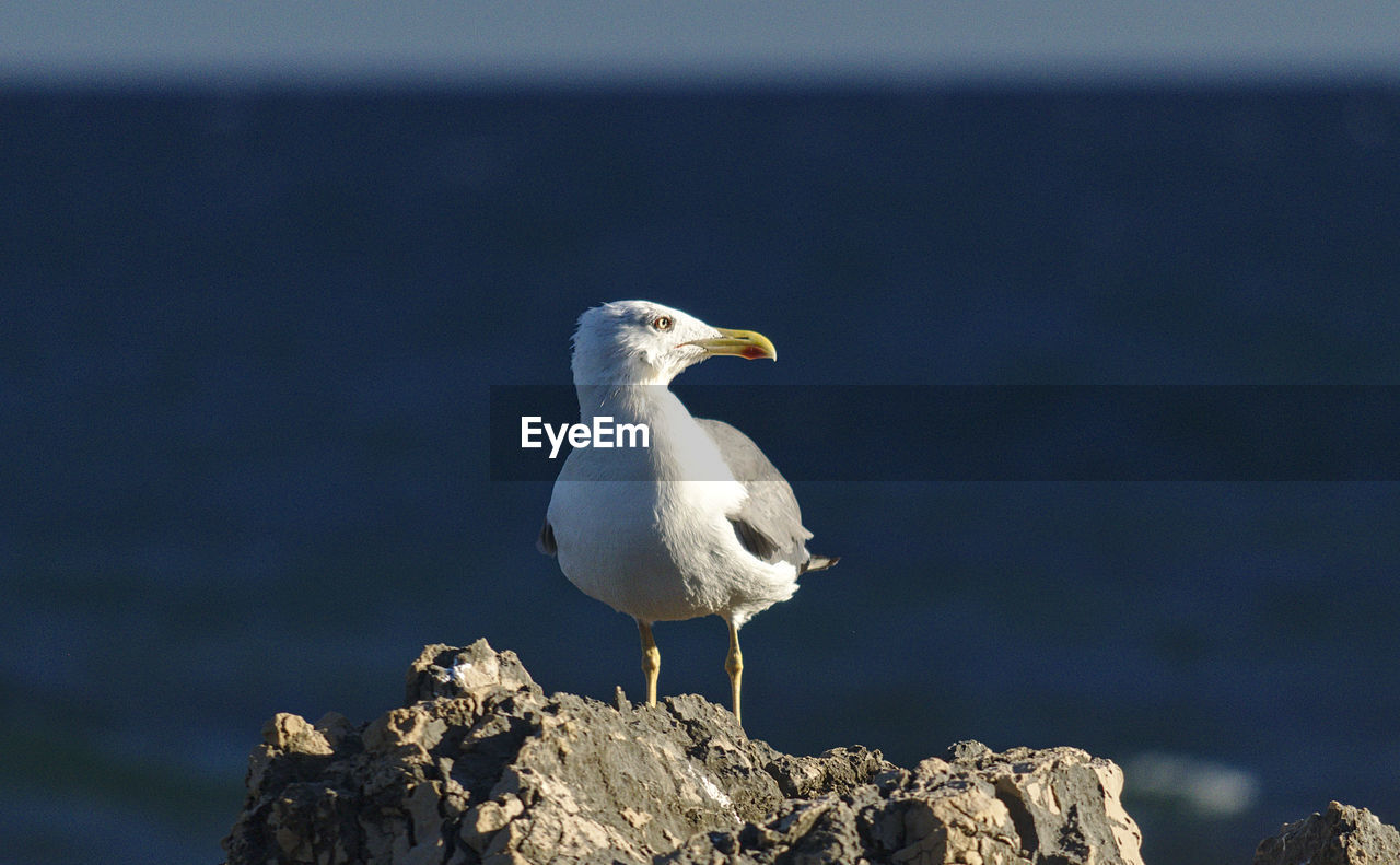 Close-up of seagull perching on rock by sea