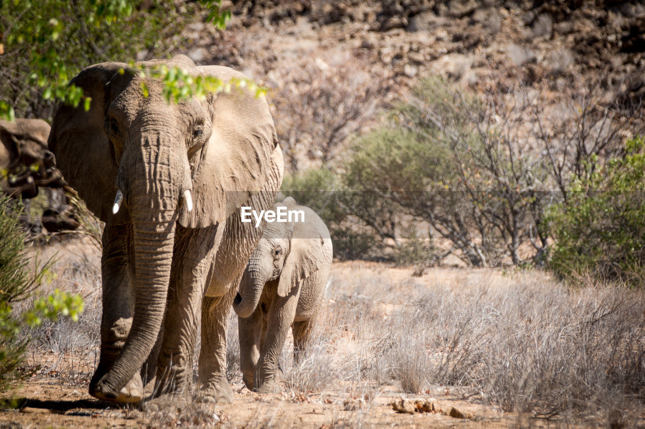 Desert elephant and calf walking in the desert in damaraland namibia