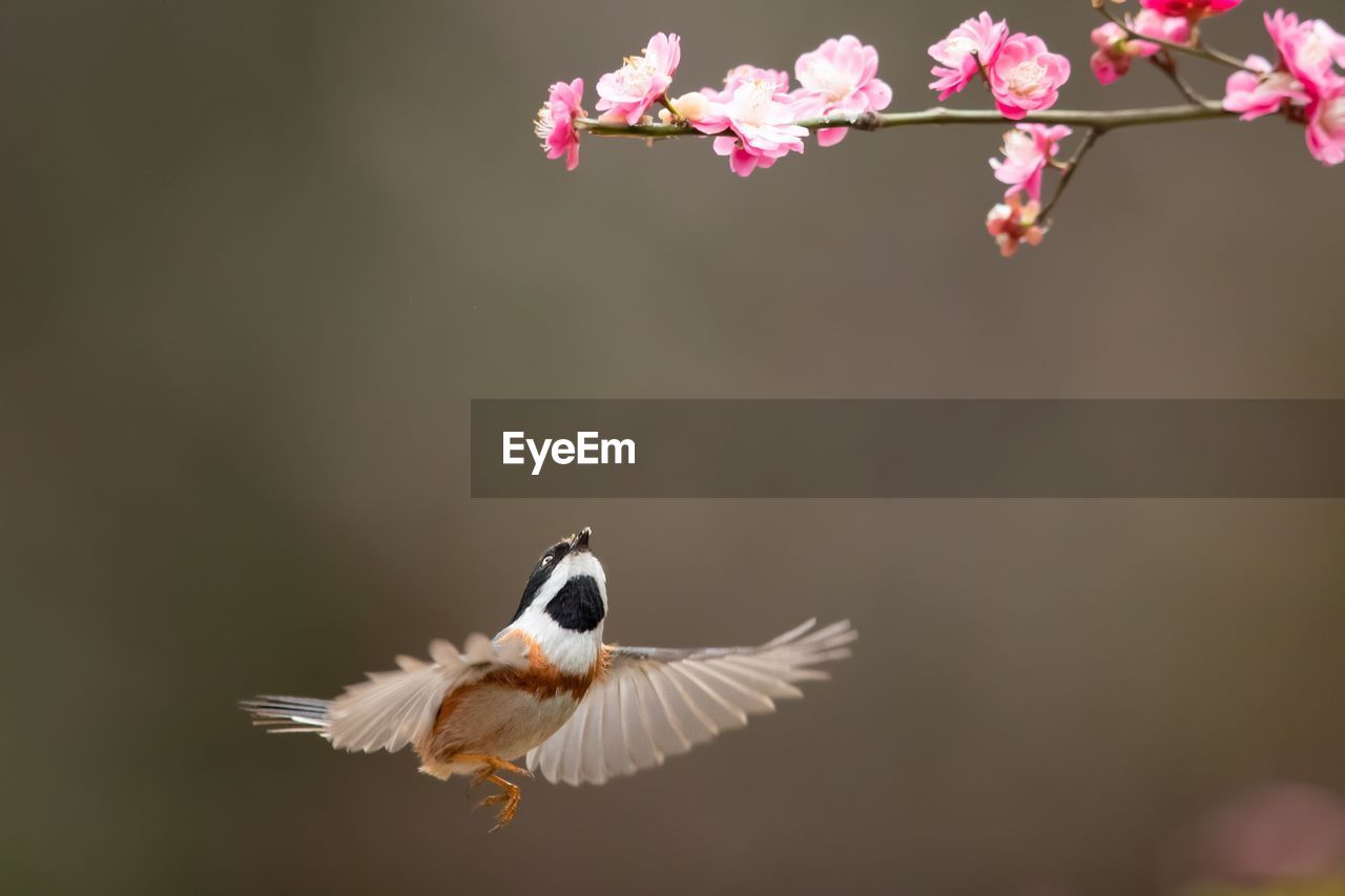 BIRD FLYING IN A RED FLOWER