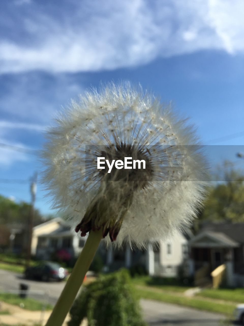 CLOSE-UP OF DANDELION FLOWER AGAINST BLURRED BACKGROUND