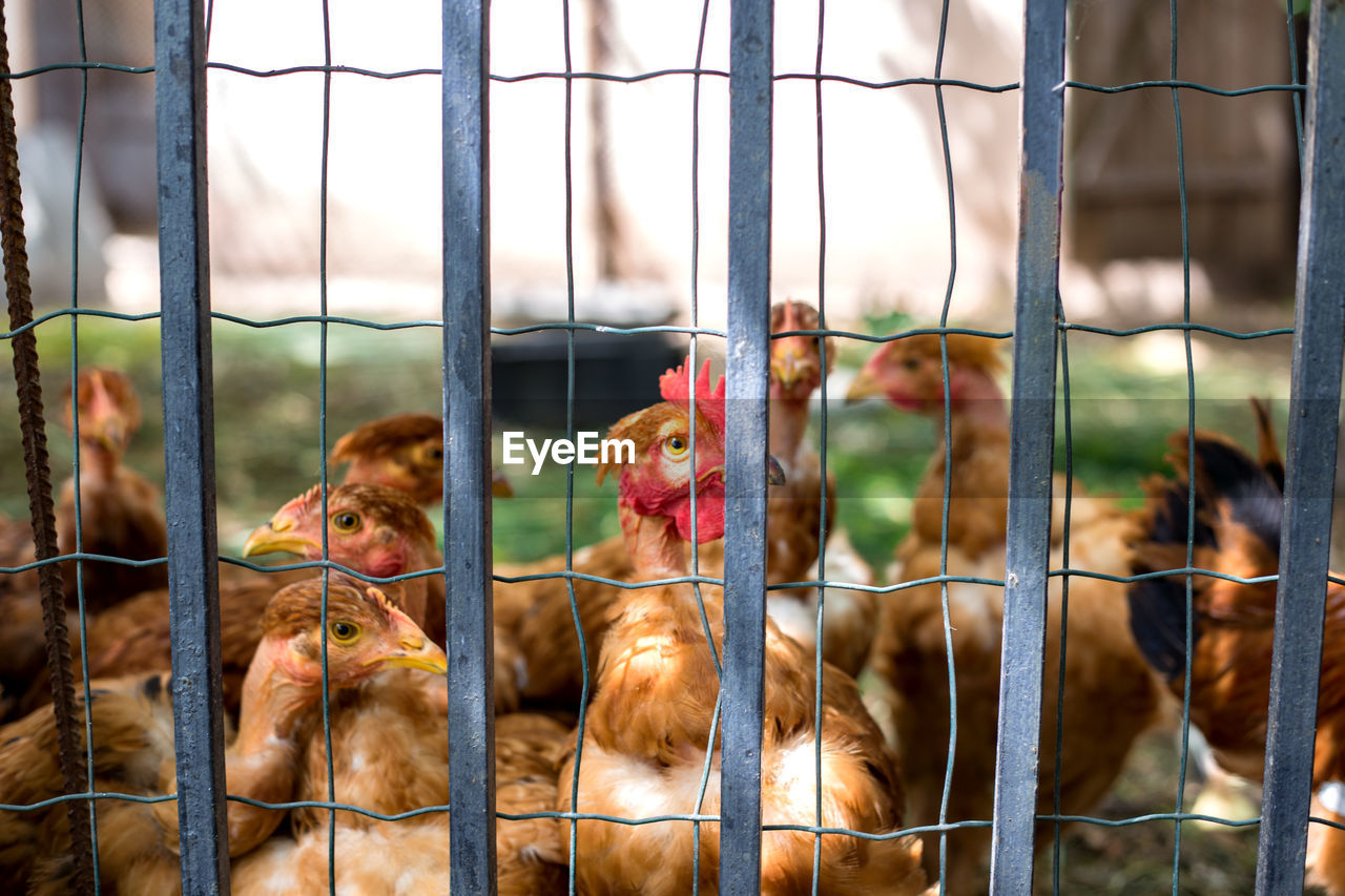 Group of chickens going out from coop.