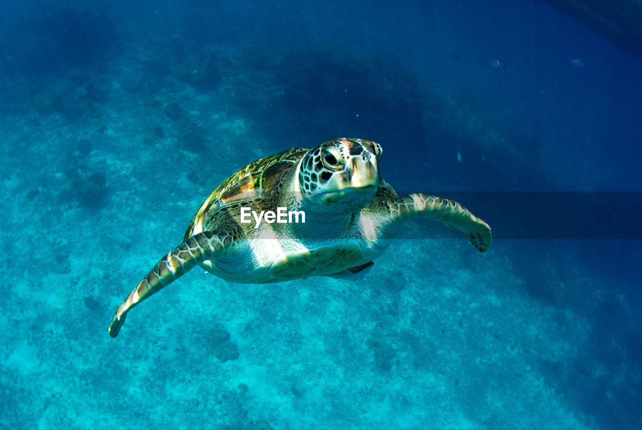 High angle view of turtle swimming in sea