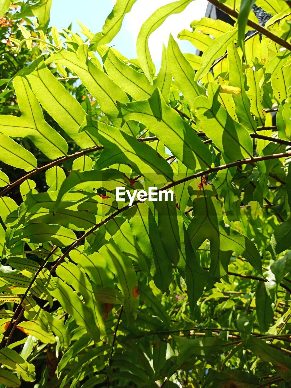 FULL FRAME SHOT OF FRESH GREEN PLANTS