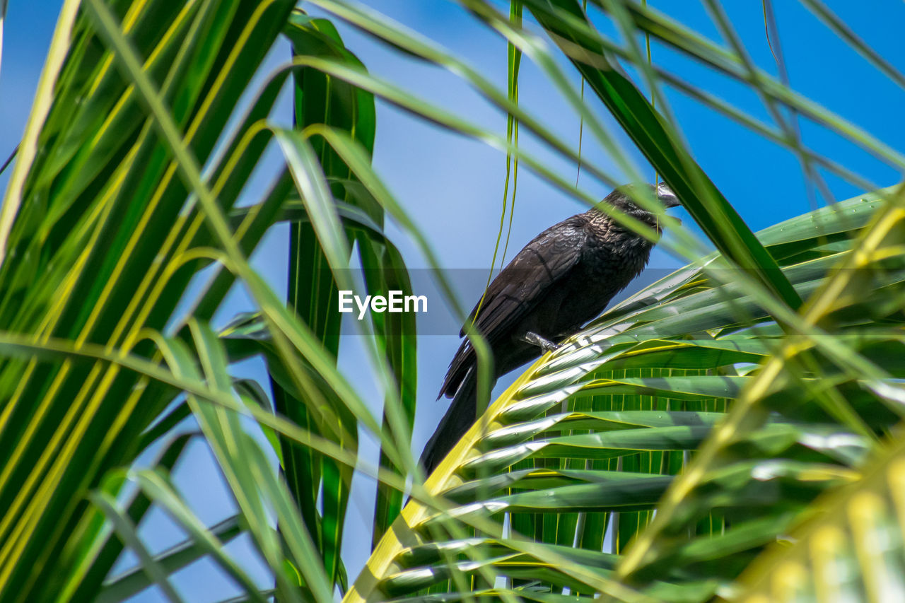 LOW ANGLE VIEW OF BIRD PERCHING ON PLANT