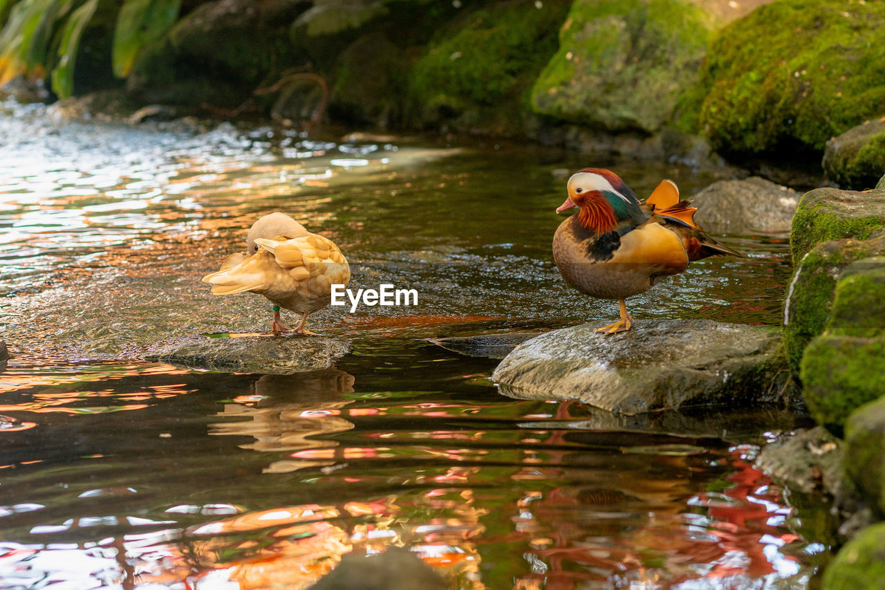 high angle view of duck swimming in lake