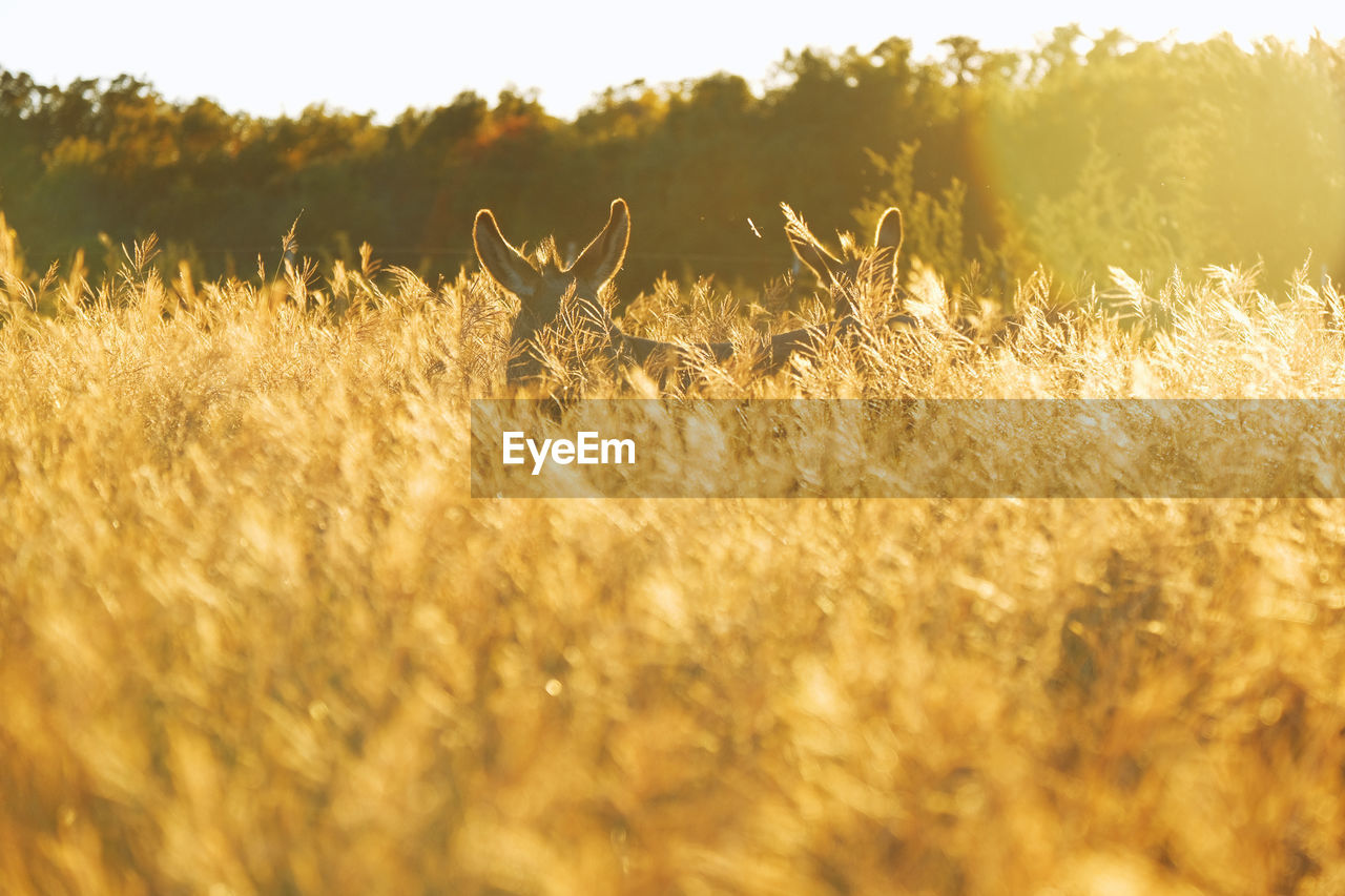 DEER IN FIELD