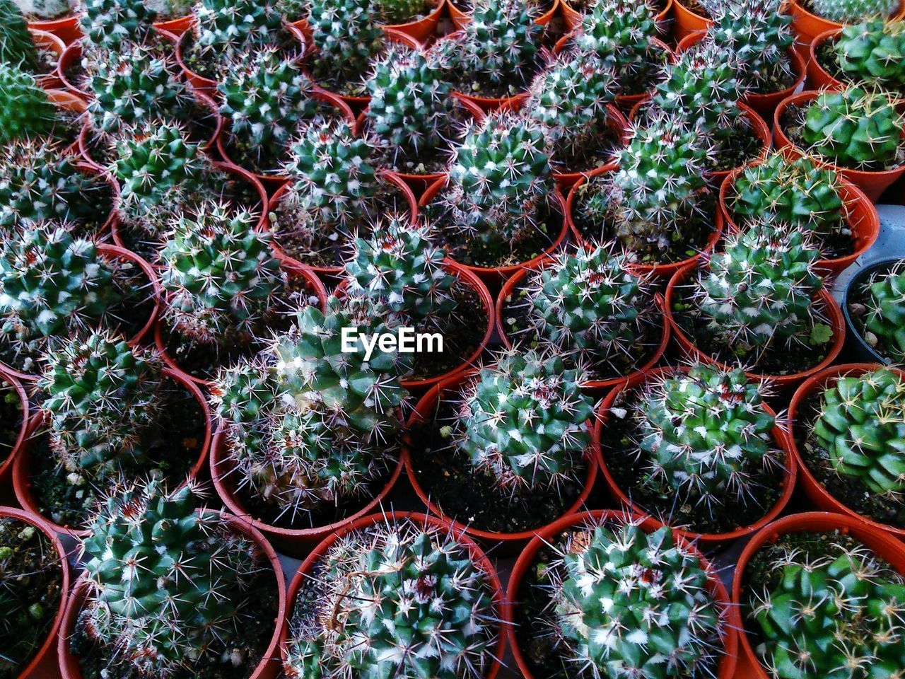 Full frame shot of cactus in pots