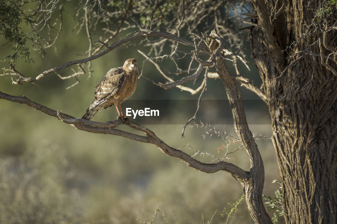 BIRD PERCHING ON TWIG