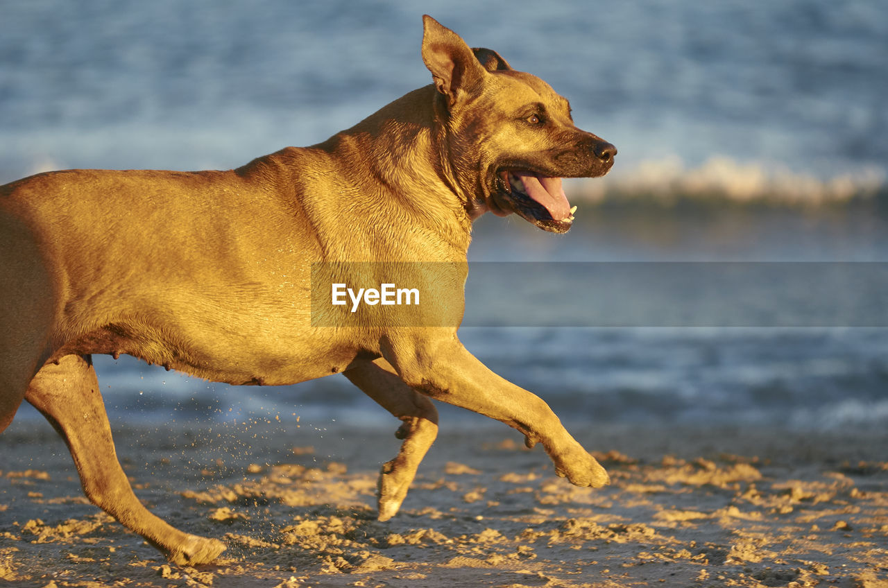 SIDE VIEW OF A DOG LOOKING AWAY ON BEACH