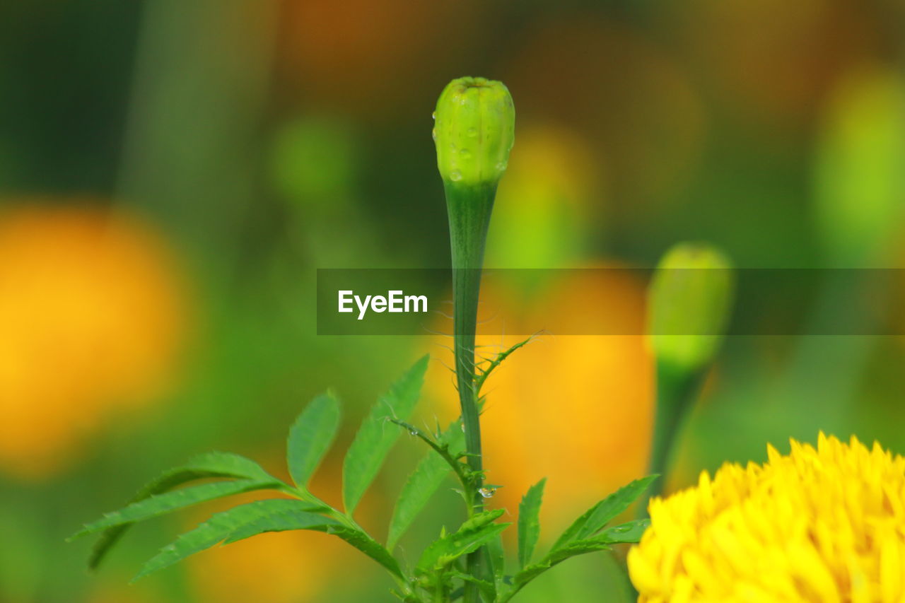 CLOSE-UP OF YELLOW FLOWER PLANT