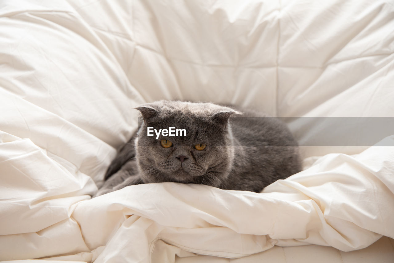 Portrait of cat relaxing on bed