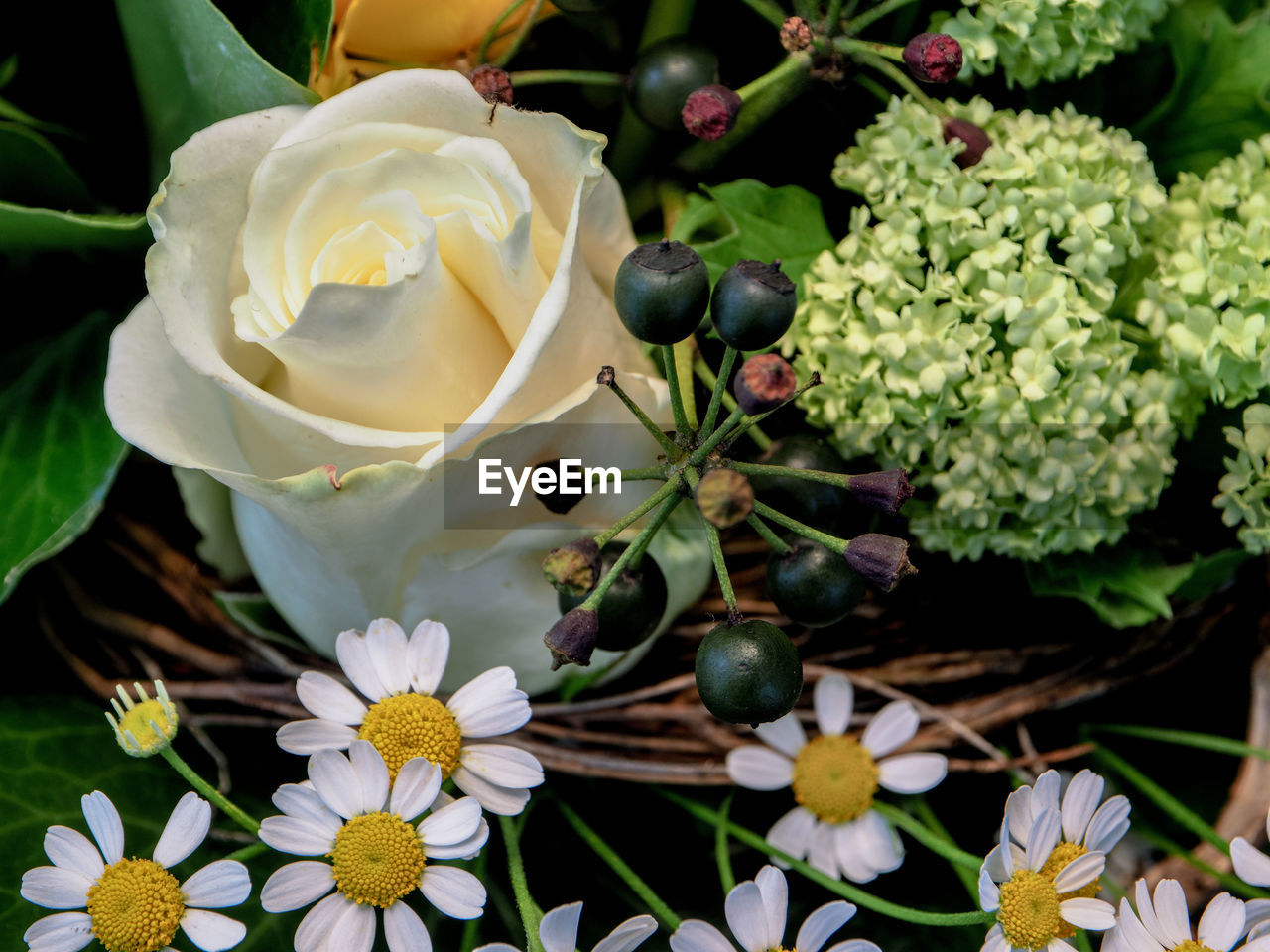 Close-up of white flowers