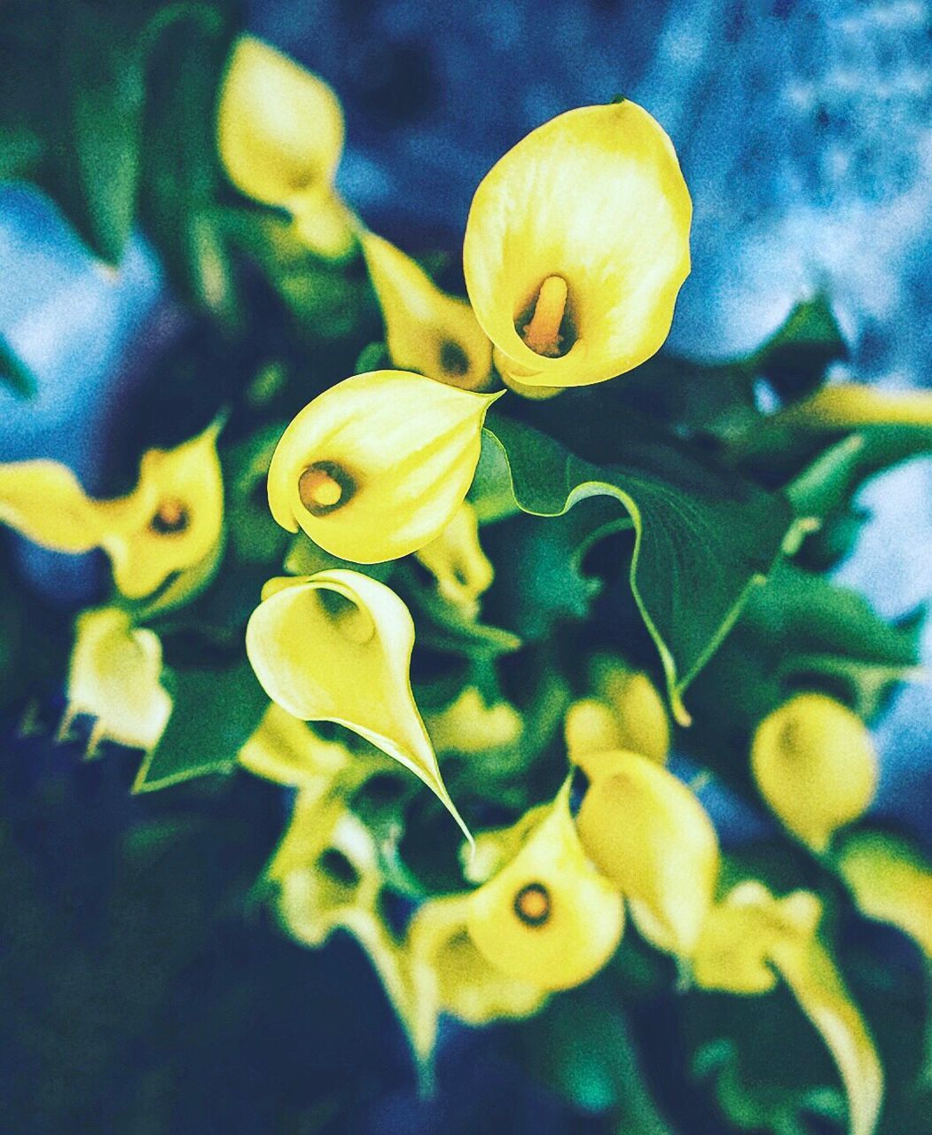 CLOSE-UP OF YELLOW FLOWERS GROWING OUTDOORS