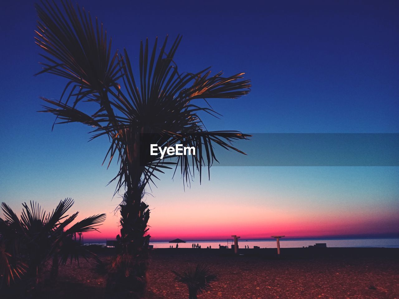 Palm tree by sea against clear sky at sunset