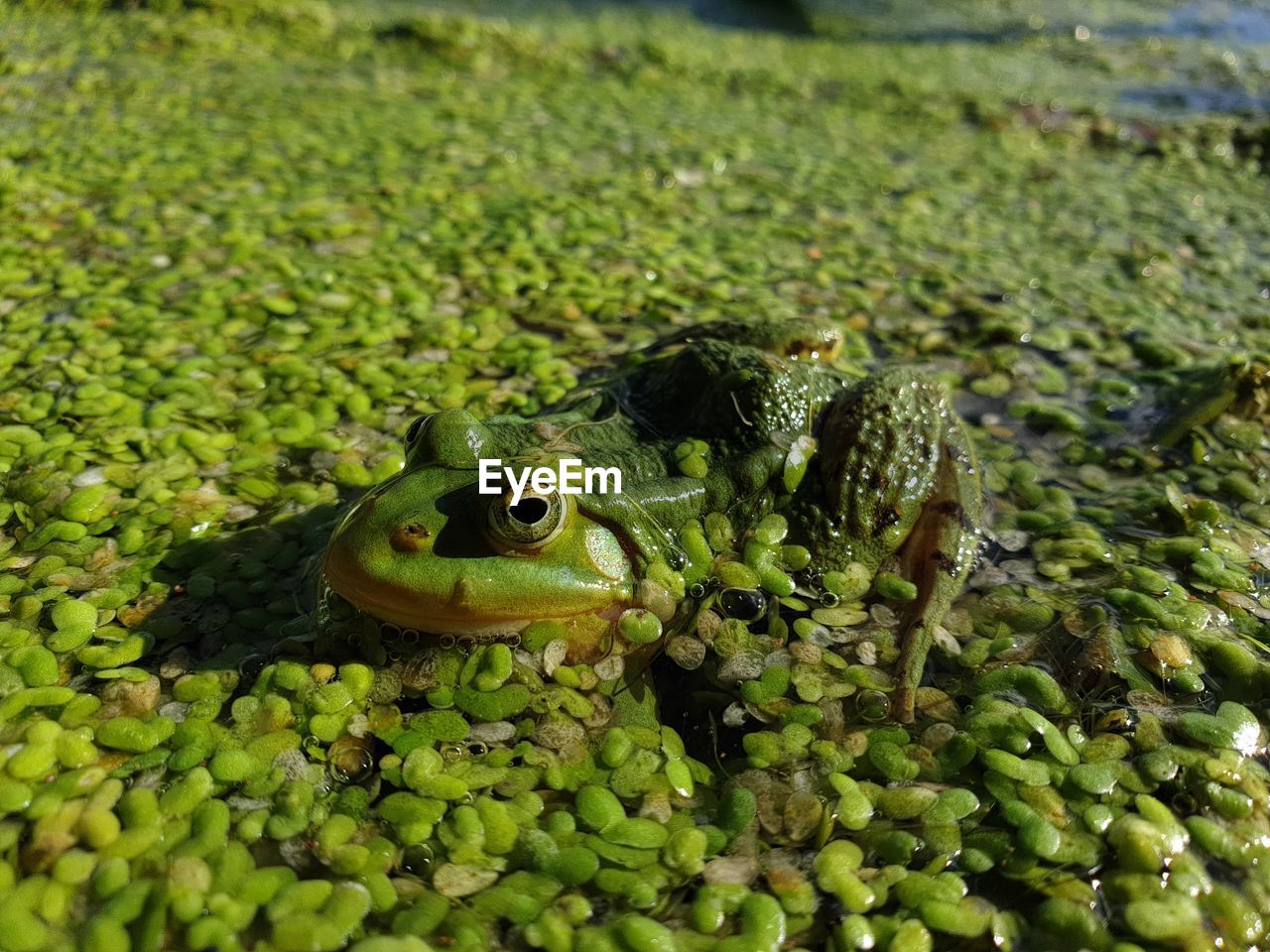 CLOSE-UP OF FROG ON PLANTS