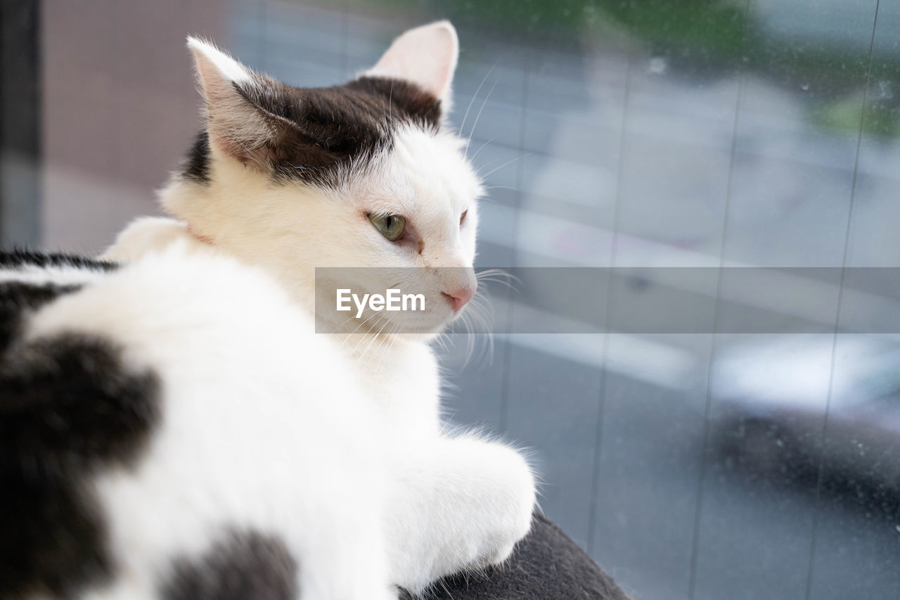 CLOSE-UP OF WHITE CAT LOOKING AWAY