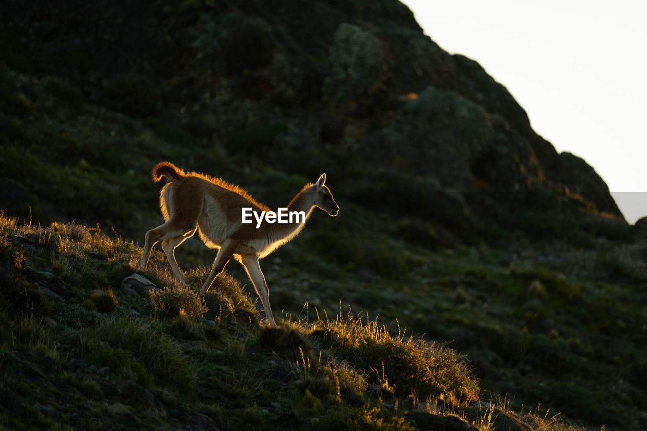 deer standing on field