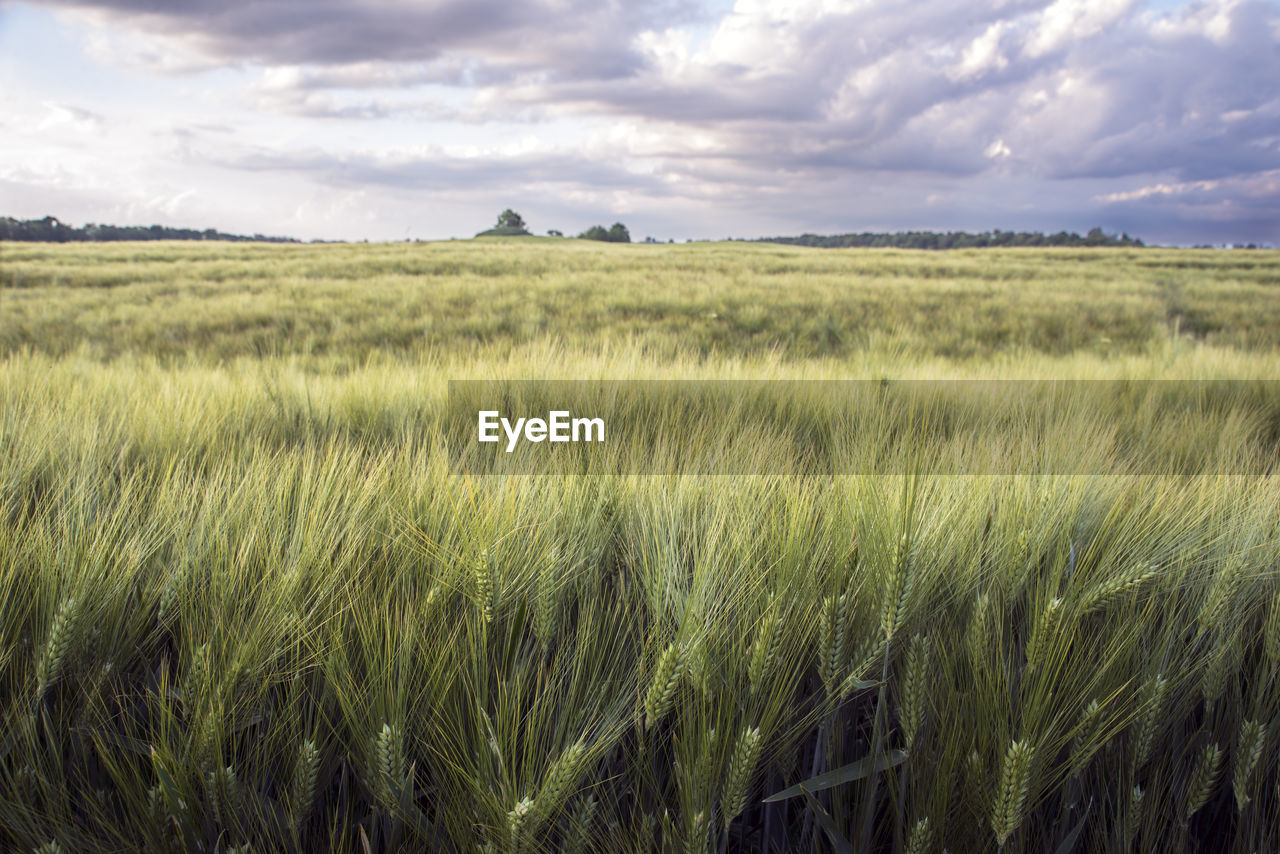 SCENIC VIEW OF AGRICULTURAL FIELD