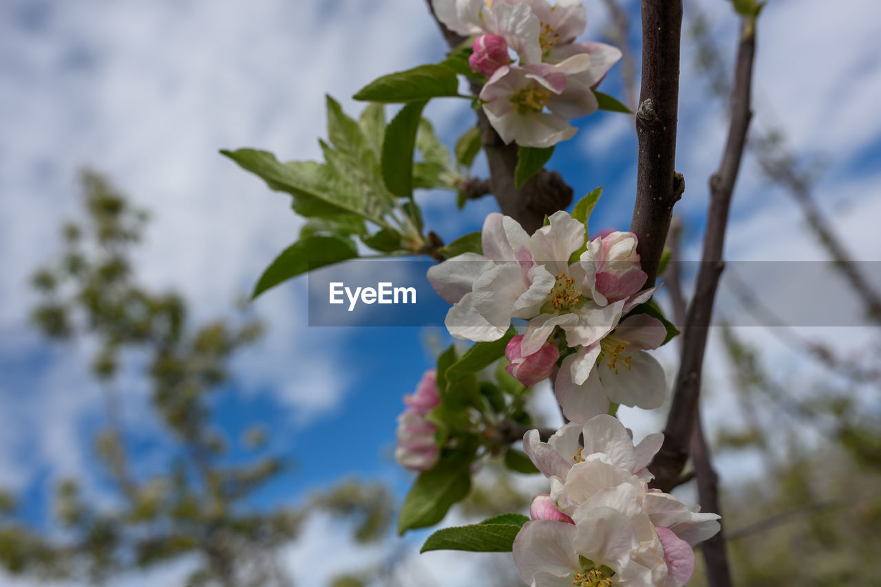 CLOSE-UP OF WHITE FLOWERING PLANT AGAINST TREE