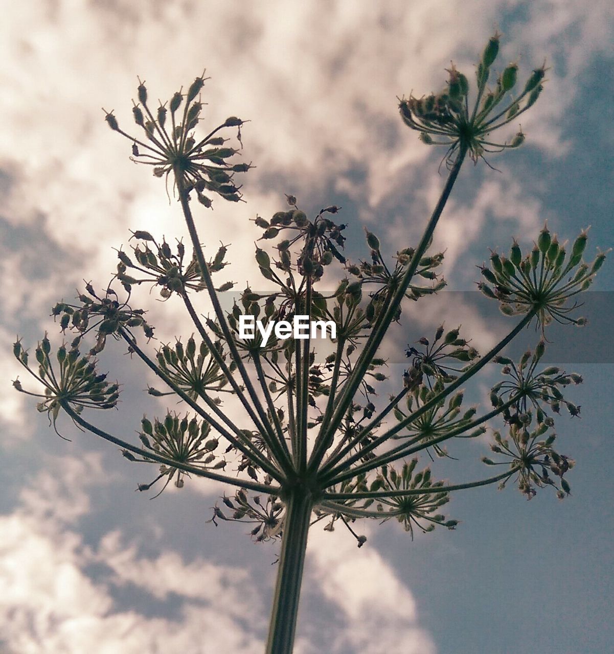 Close-up of palm tree against sky