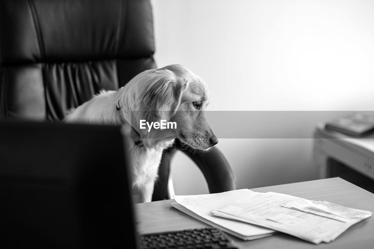 Cute dog golden retriever labrador using computer in modern office,business concept, black and white