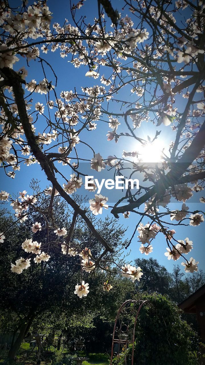 LOW ANGLE VIEW OF FLOWERS BLOOMING ON TREE