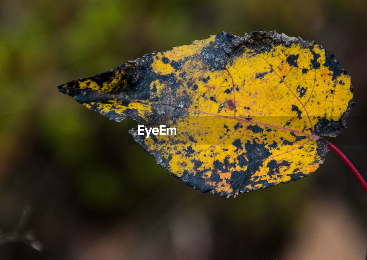 CLOSE-UP OF YELLOW BUTTERFLY ON PLANT DURING AUTUMN