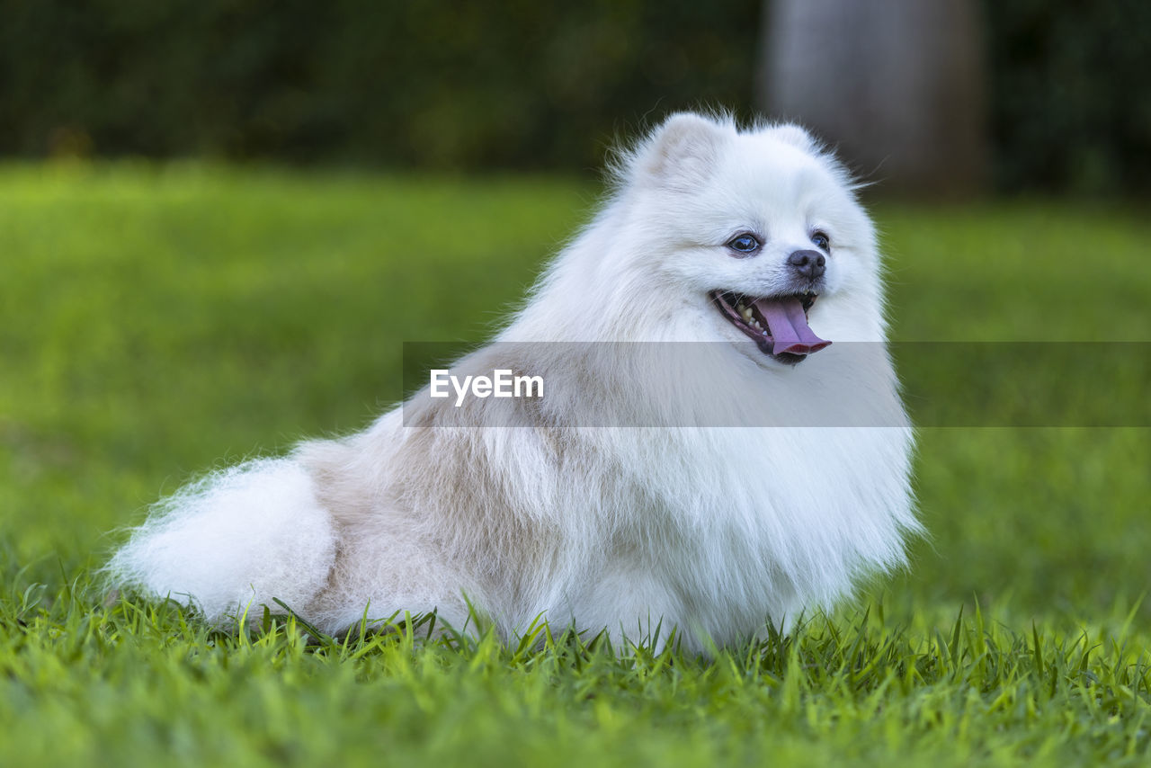 portrait of dog on field