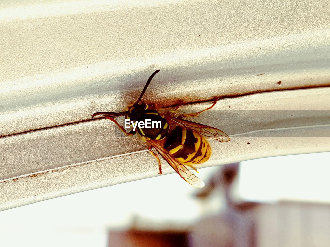 CLOSE-UP OF BEES ON WALL