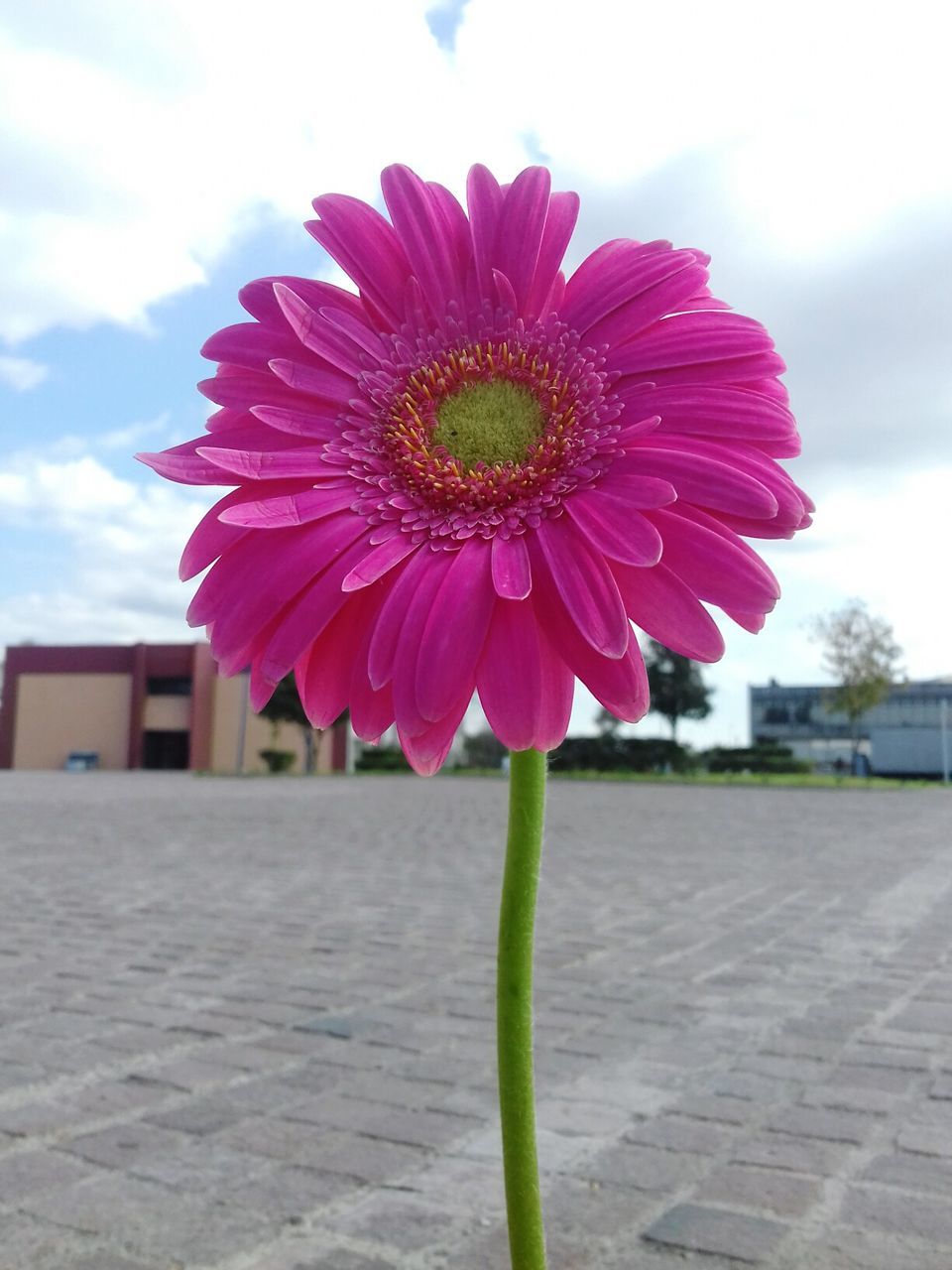 CLOSE-UP OF FLOWER AGAINST THE SKY