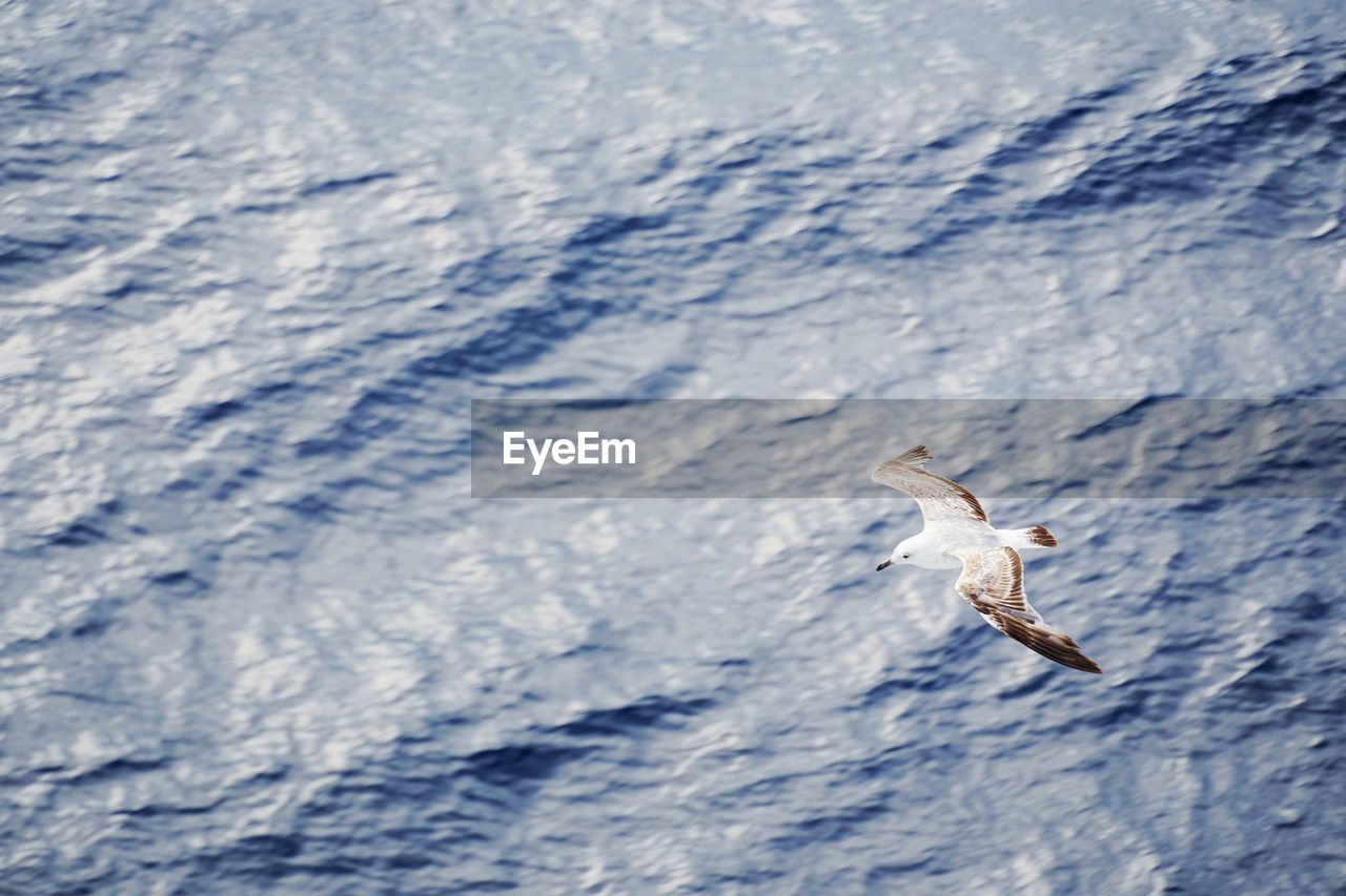 SEAGULL FLYING IN A SEA