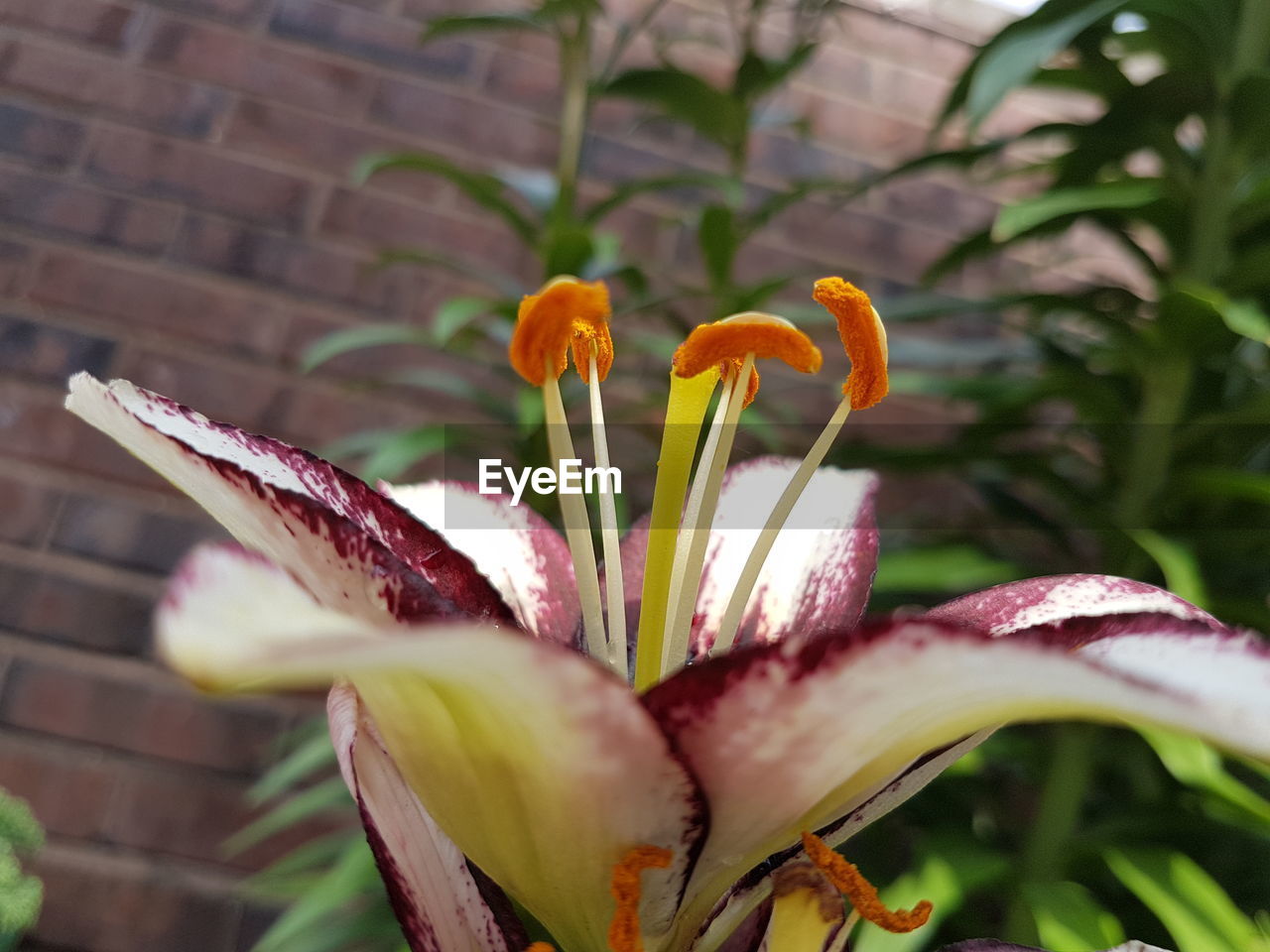 CLOSE-UP OF DAY LILY FLOWERS