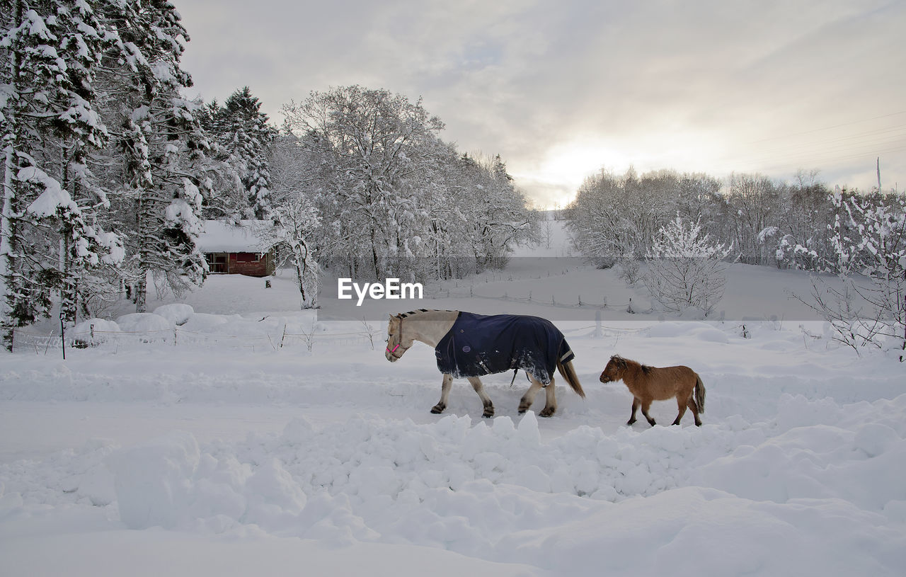 Horses on snow covered field against sky