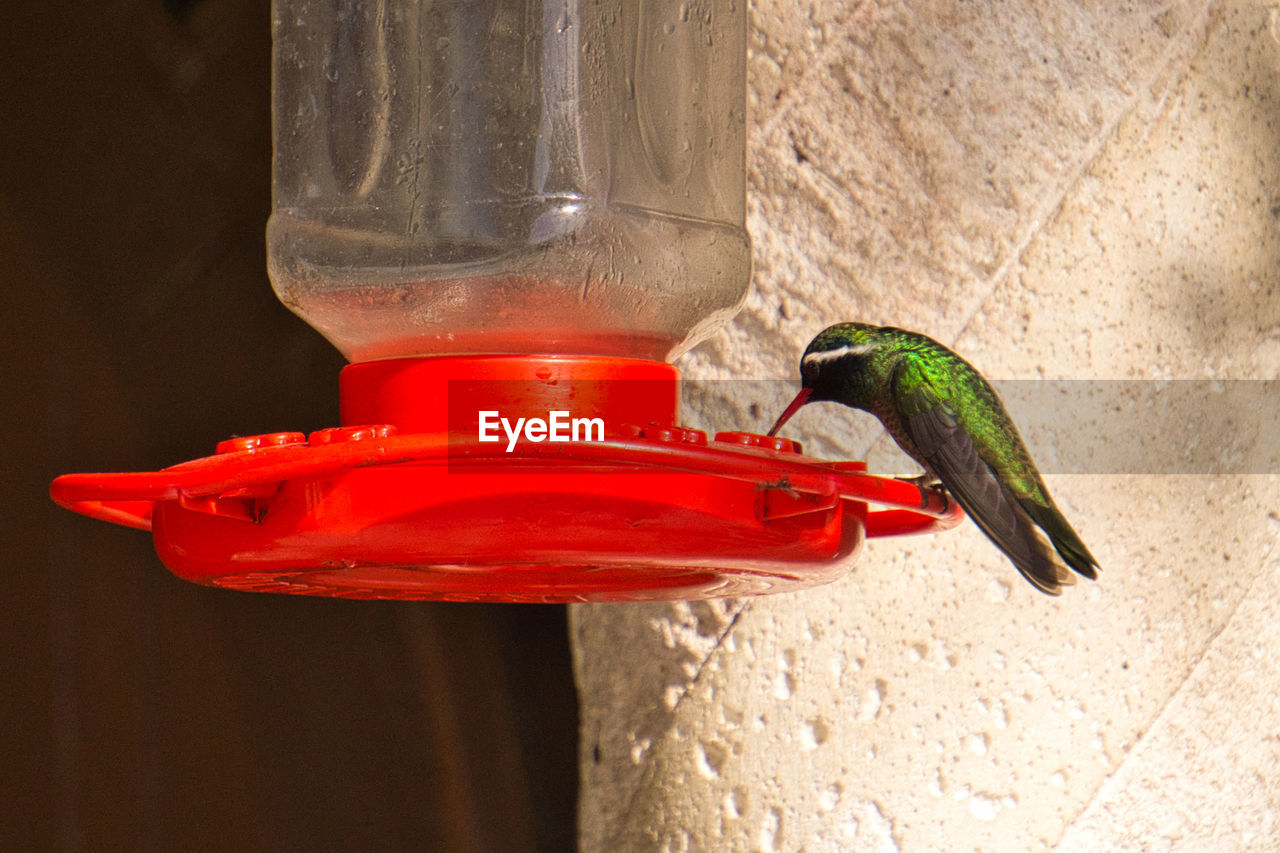 red, bird, animal themes, animal, animal wildlife, one animal, wildlife, hummingbird, green, no people, bird feeder, pet, nature, close-up, yellow