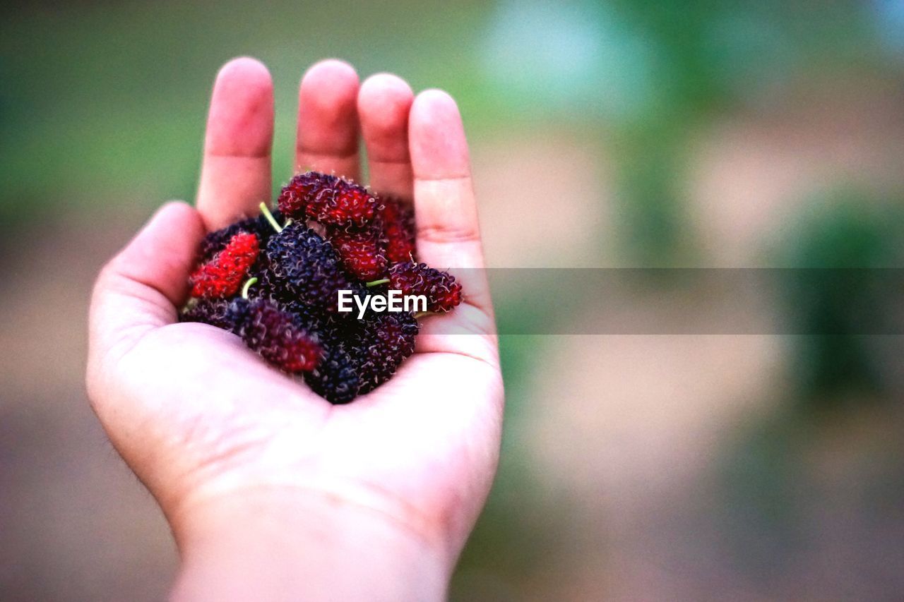 CLOSE-UP OF HAND HOLDING BERRIES