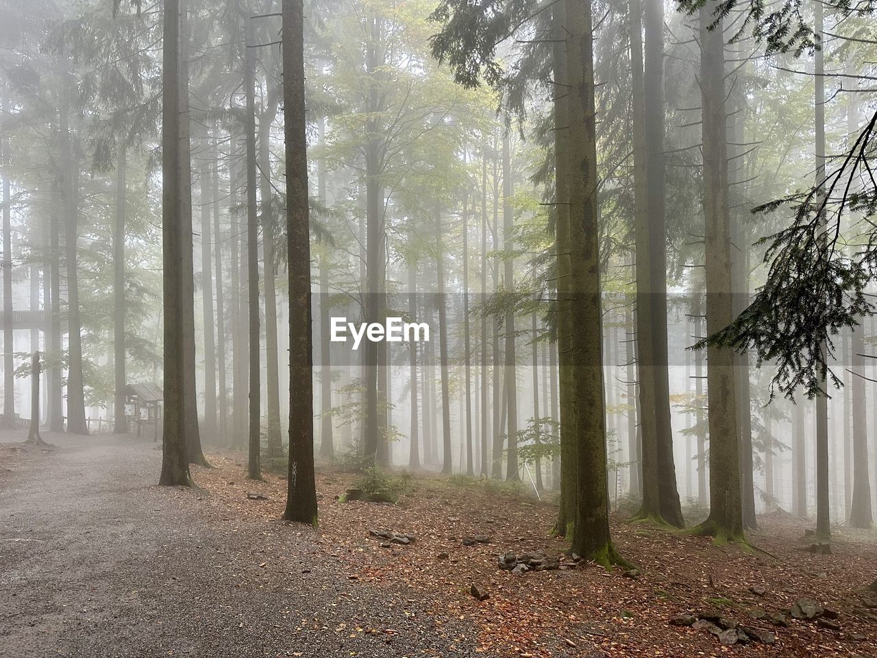 tree, forest, fog, land, plant, tree trunk, trunk, nature, woodland, environment, beauty in nature, landscape, natural environment, tranquility, mist, scenics - nature, non-urban scene, sunlight, autumn, tranquil scene, morning, plant part, leaf, no people, pine woodland, pinaceae, coniferous tree, pine tree, outdoors, idyllic, growth, day, remote, sky, grove, sunbeam