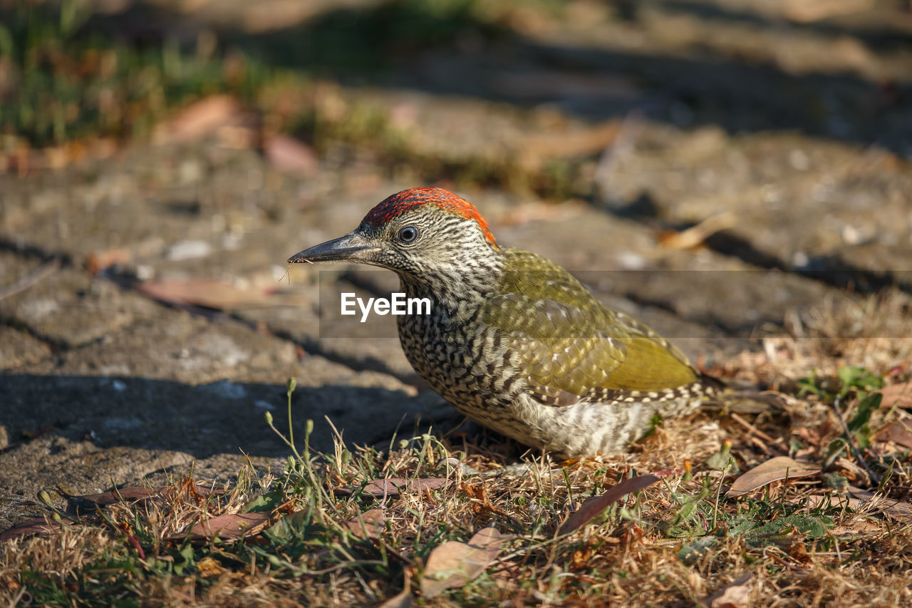 A green woodpecker juvenile