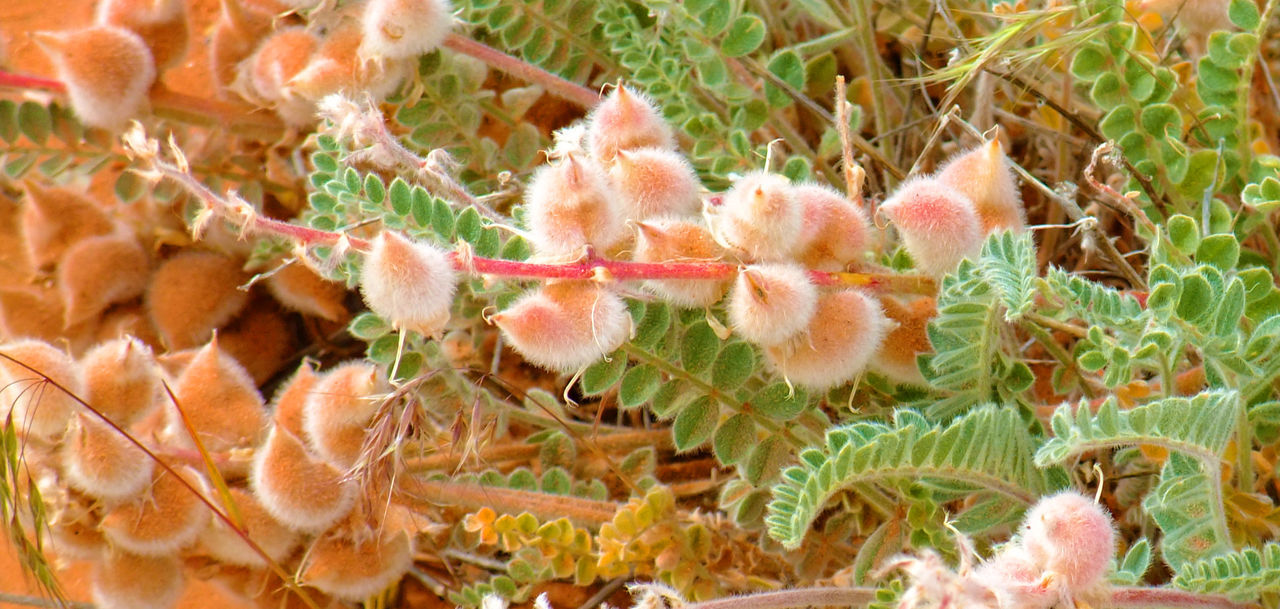 Close-up of plants