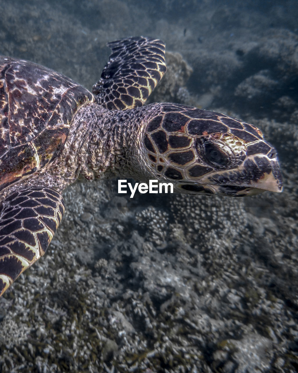 Hawksbill sea turtle