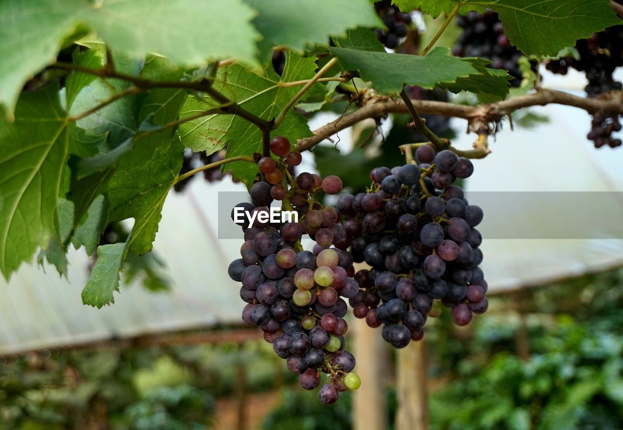 CLOSE-UP OF GRAPES HANGING ON TREE