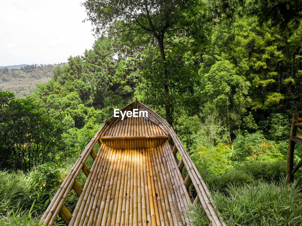 Boat in the forest