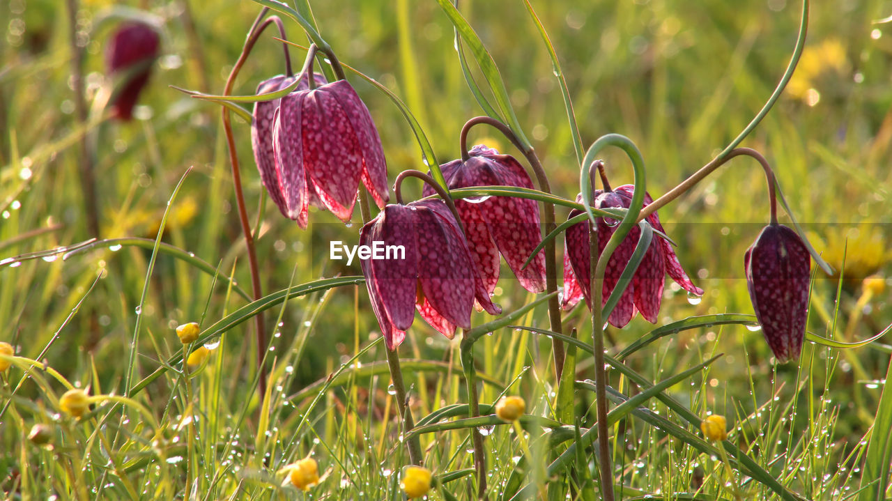 CLOSE-UP OF PURPLE FLOWERING PLANT