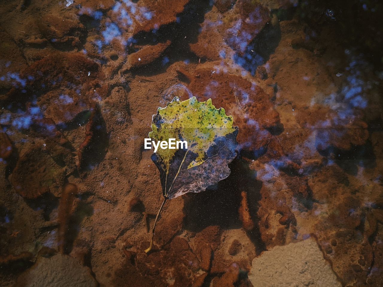 An autumn leaf in a forest puddle