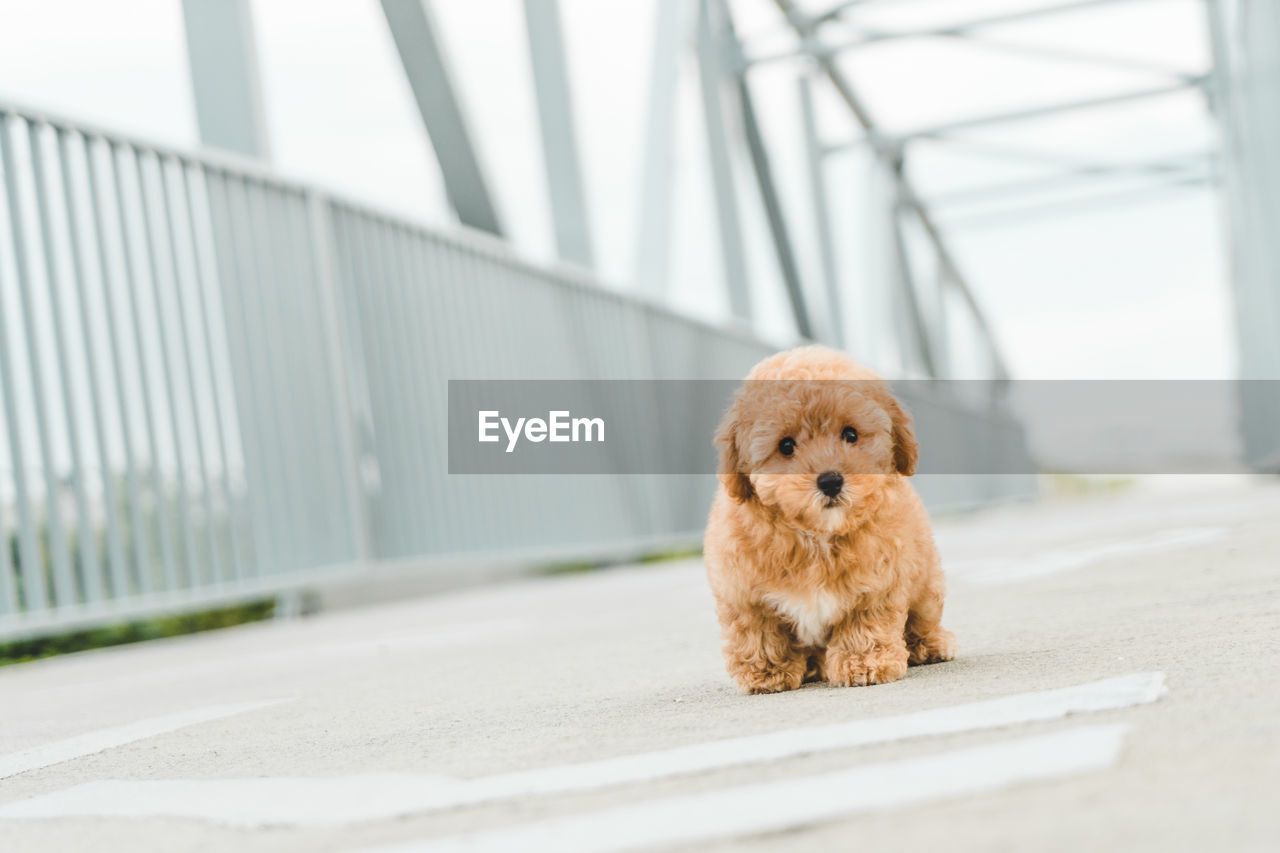 Brown puppy poodle sits on floor
