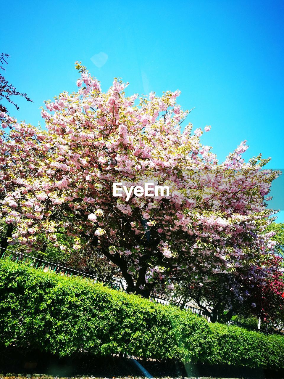 LOW ANGLE VIEW OF CHERRY BLOSSOM AGAINST SKY