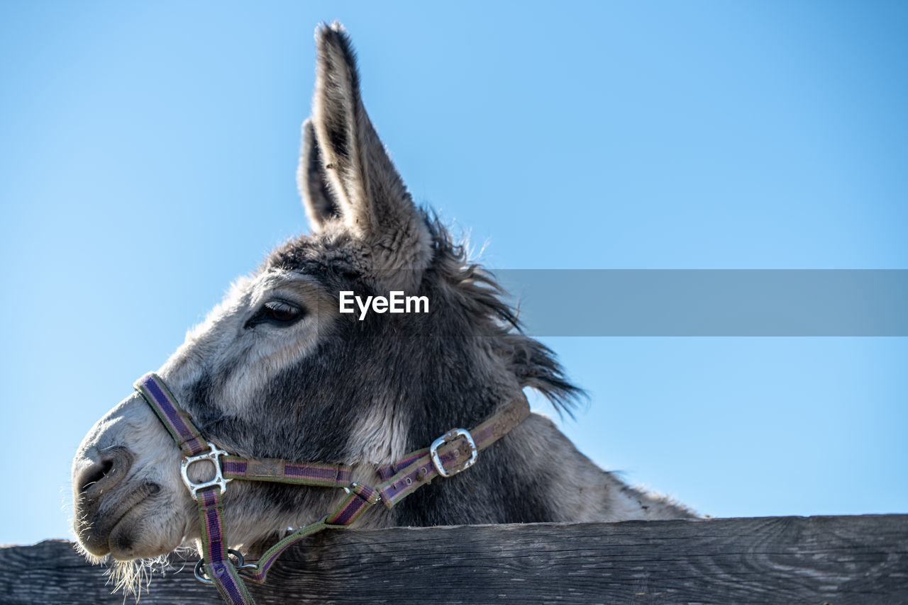 Low angle view of donkey against blue sky