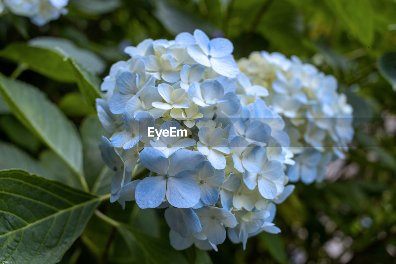 flower, plant, flowering plant, beauty in nature, nature, leaf, plant part, close-up, growth, freshness, petal, hydrangea, inflorescence, flower head, fragility, hydrangea serrata, no people, outdoors, springtime, white, botany, focus on foreground, blue, day, garden