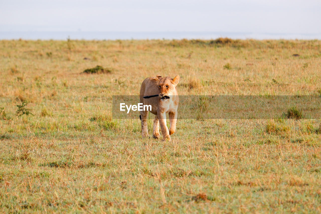 A young lion walks with a stick in the maasai mara, kenya