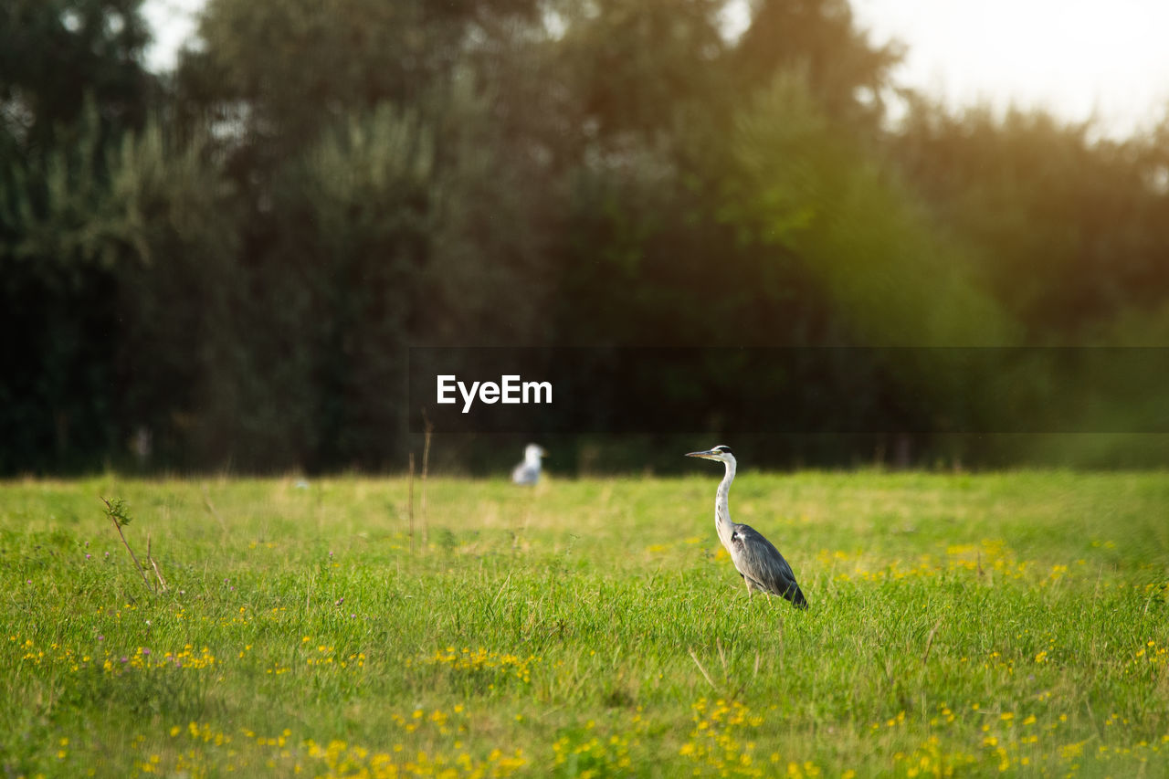 VIEW OF BIRD PERCHING ON A FIELD