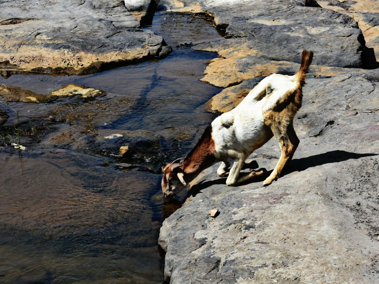 HIGH ANGLE VIEW OF DOGS ON WATER